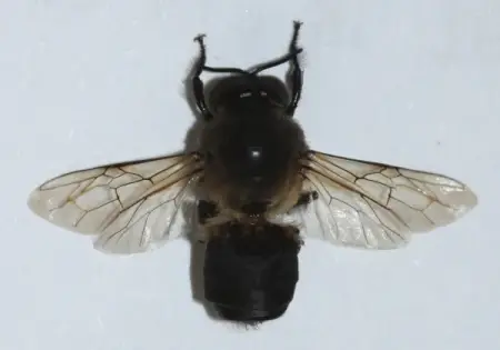 عينة ذكر النحل الآسيوي (Apis cerana).
