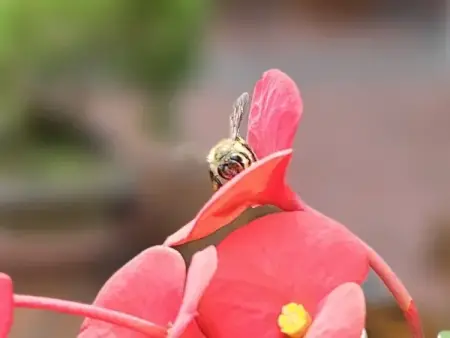 نحلة العسل الآسيوية (Apis cerana) في ماليزيا.