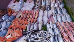 أنواع السمك في المغرب